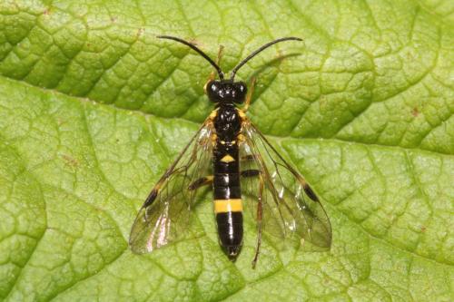Réf. 323 162 : Emphytus cingulatus
